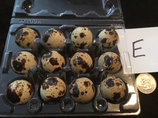 Lote de 12 huevos de codorniz de codorniz de un agujero artesanías de Pascua de color natural real volados E