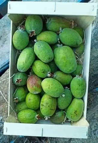 Feijoa sellowiana 'Copa Cabana' / Goyave verte / Conteneur de 5 à 6 litres / ...