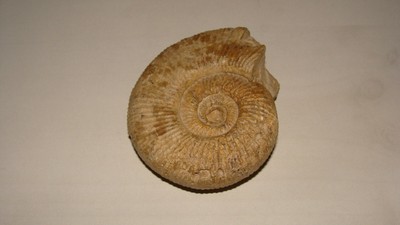 Savigne sur Lathan Fr Cretacé 322/ Fossile Os Crocodile Aegisochus Wittmeri 