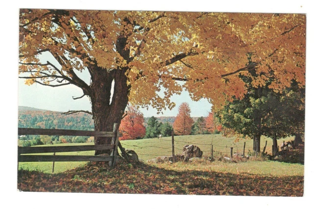 A TYPICAL NEW England Fall Scene Unused Vintage Postcard AF251 EUR 1,09 ...