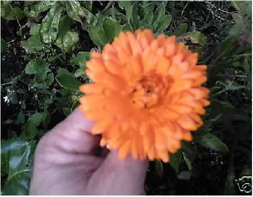 Flower - Calendula Officinalis - Pot Marigold - 150 Seeds - Economy