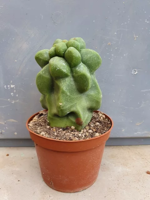 Cactus forme monstrueuse. Lophocereus schottii 'monstruosus'. H. 10 cm.