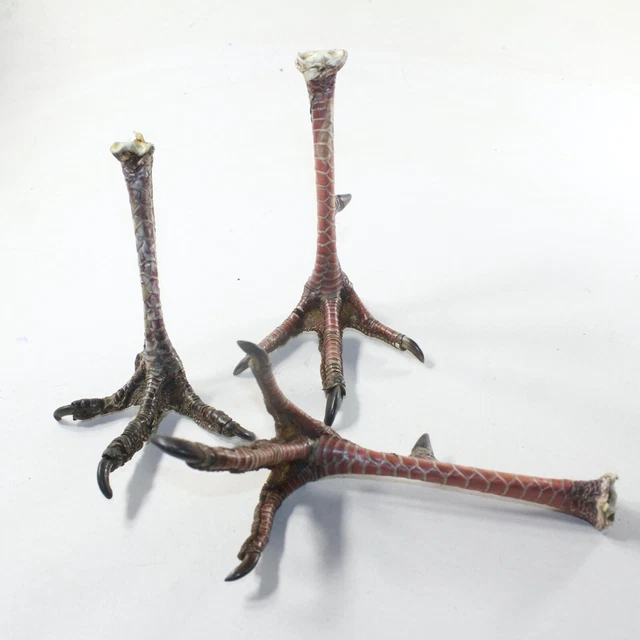 3 Dried Turkey Feet   #6635