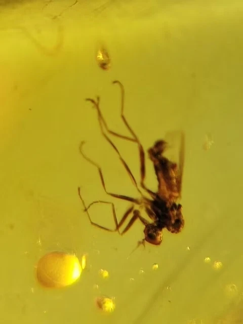 unique unknown fly bug Burmite Myanmar Burmese Amber insect fossil dinosaur age