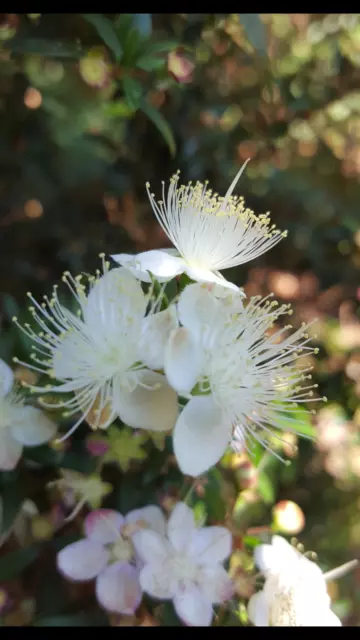 ARRAYAN mirto Myrtus communis apto  bonsai 100 Semillas frescas