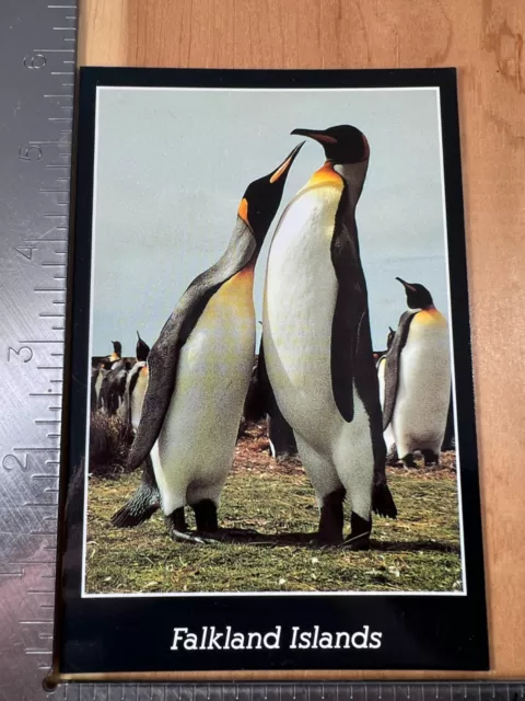 Vintage Postcard, Pair of King Penguins at Volunteer Point, Falkland Islands 3