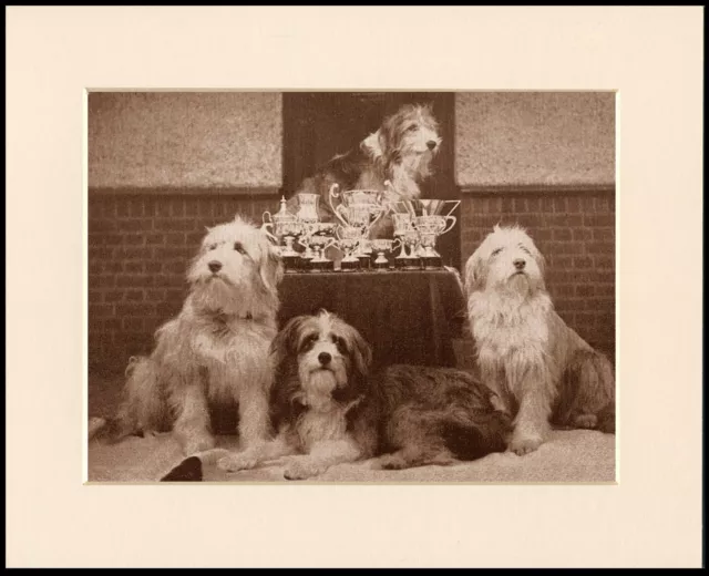 Bearded Collie Lovely Dog Print Four Dogs And Trophys Ready Mounted