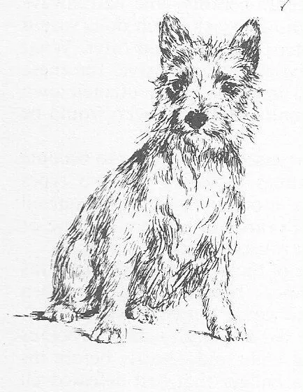 Australian Terrier #2 - CUSTOM MATTED - 1963 Vintage Dog Art Print 0507 CLD