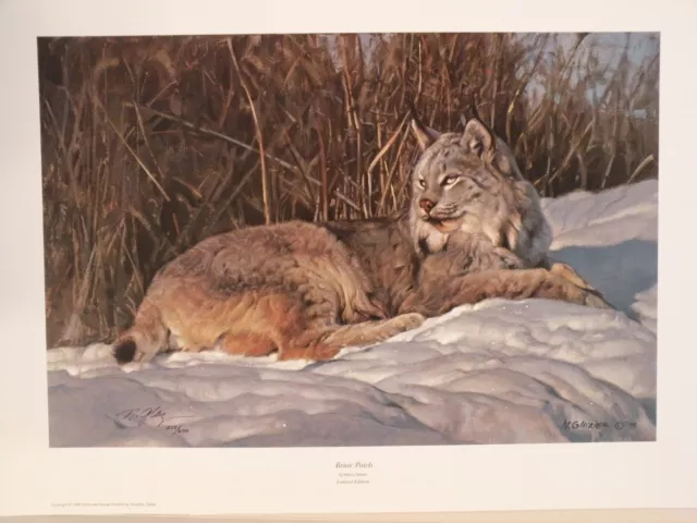 Nancy Glazier LYNX Print "BRIAR PATCH" Limited Edition # 514 of 600 Lynx