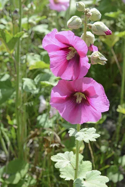 35 GRAINES DE fleurs Rose Trémière Violette Méthode BIO seed jardin vivace  EUR 3,79 - PicClick FR