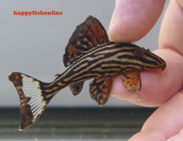 L027b PLATINUM ROYAL PLECO - GORGEOUS COLORFULLY STRIPED JUVENILES! WC 6-8 CM