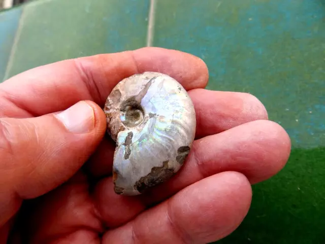 Fosiles Ammonite " Excelente Ammonite Cleoniceras De Madagascar  -  11A22 " 2