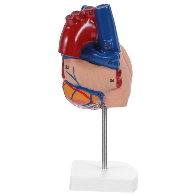 HUMAN HEART ANATOMY Model: Heart Structure Teaching Model For Medical ...