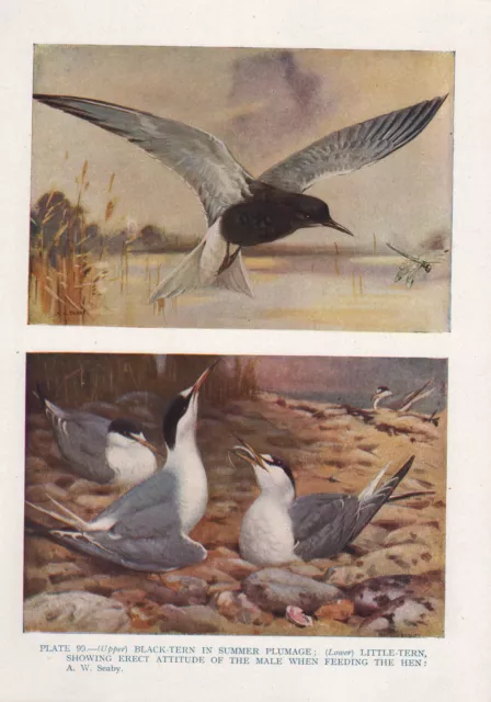 Vintage Oiseau Imprimé ~ Black-Tern Été Plummage ~ Petit Sterne Mâle Feeding