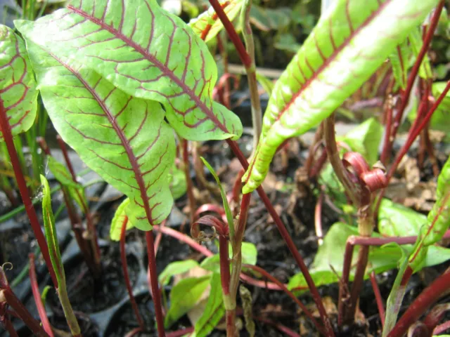 Hain-Ampfer oder Blut-Ampfer Rumex sang Teichpflanzen Teichpflanze Sumpfpflanze