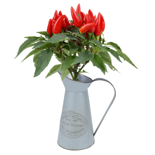 Shabby Chic Style Metal Vase Can Jug Rustic Pitcher Flower Holder Vintage