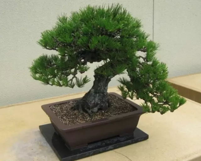 Bonsaisamen - Bonsai Samen - Kiefer Mix --- Nr.17