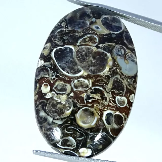 27.70 Cts Tutela Fossil Loose Gemstone Oval Cabochon Natural 20X31X5MM
