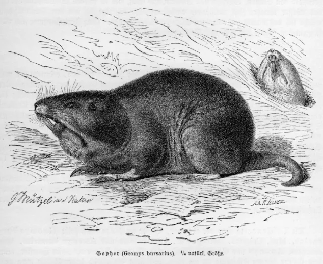 Flachland-Taschenratte (Geomys bursarius) Ratte Holzstich 1891 Nager