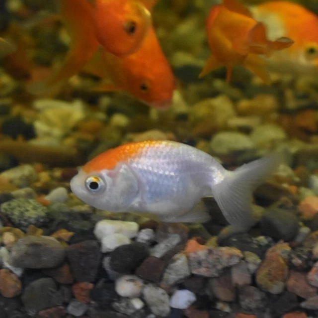 Live Ranchu Fancy Goldfish (2" Freshwater Aquarium Fish)  *PLS READ DESCR* 8