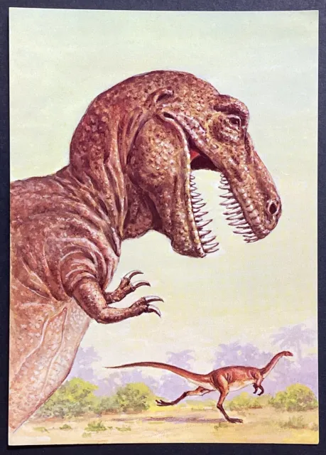 Dinosaur Tyrannosaurus Rex Vintage Continental Postcard Unposted
