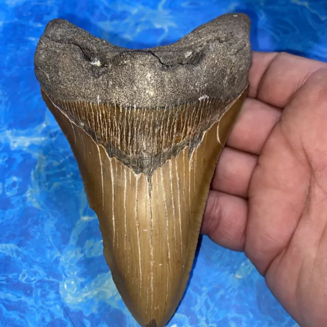 Megalodon Shark Tooth 5.44” Huge Teeth Meg Scuba Diver Direct Fossil Nc 2618