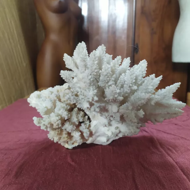 Blocco di Corallo  Acropora: Meraviglie Marine Allestimento Tassidermia-VINTAGE 3