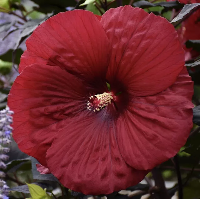 HOLY GRAIL Hardy Hibiscus  --  Plant in 4.5" pot  VERY DARK LEAVES