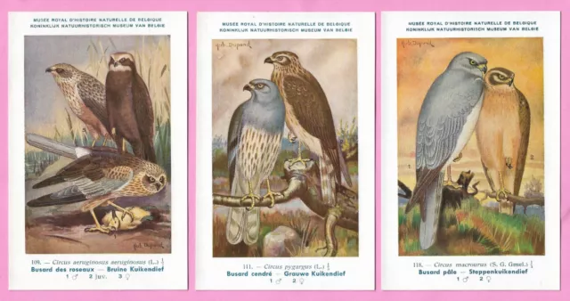 [4653] Artist Birds Of Prey Three Postcards By Hub Dupond "Harrier"