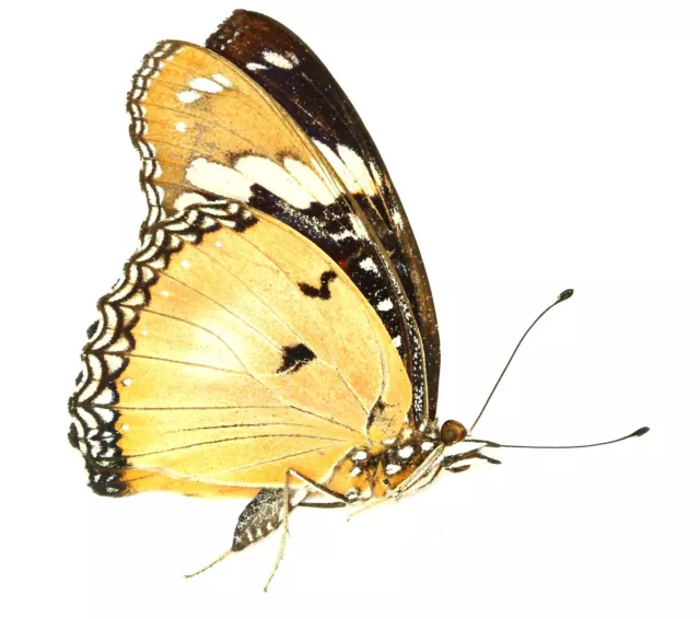 LEPIDOPTERA, NYMPHALIDAE, NYMPHALINAE, HYPOLYMNAS MISIPPUS (female) from TOGO