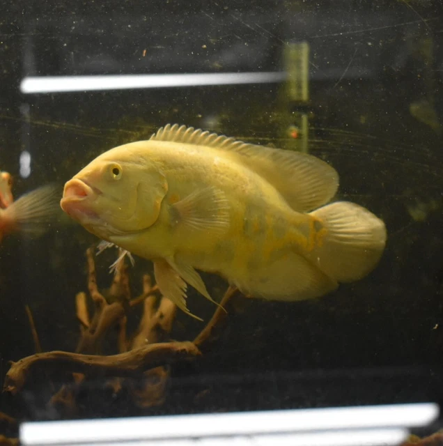 Live Lemon Oscar Cichlid (6" Large Freshwater Aquarium Fish) *PLS READ DESCR* 4