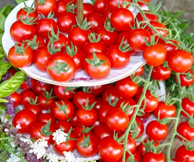 Cherry Tomate Philovita Wachstum ist kräftig und vital 30 Samen