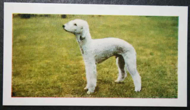 BEDLINGTON TERRIER  Vintage 1960's Photo Card