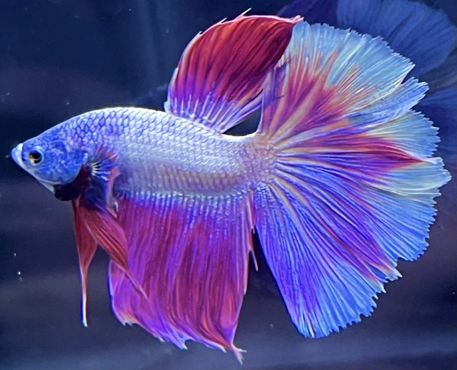 DREAMY Live Male Purple/Pink/White Halfmoon Betta Fish (READ DESCRIPTION