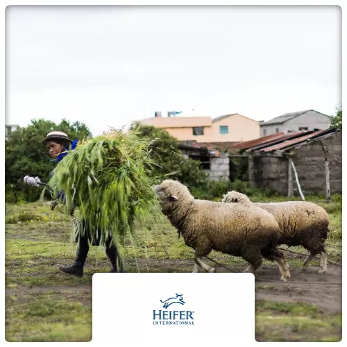 $120 Charitable Donation For: SHEEP