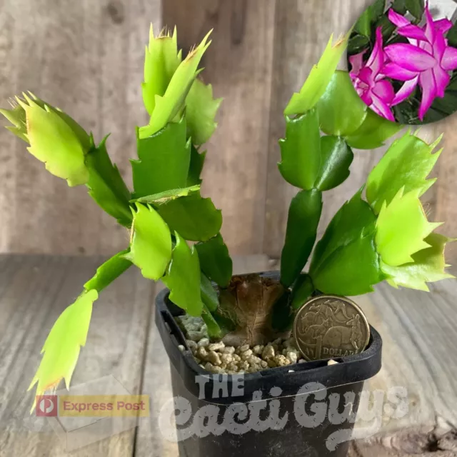 Schlumbergera hybrid "New Pink" [shown in 68mm pot] Rare Cactus Succulent