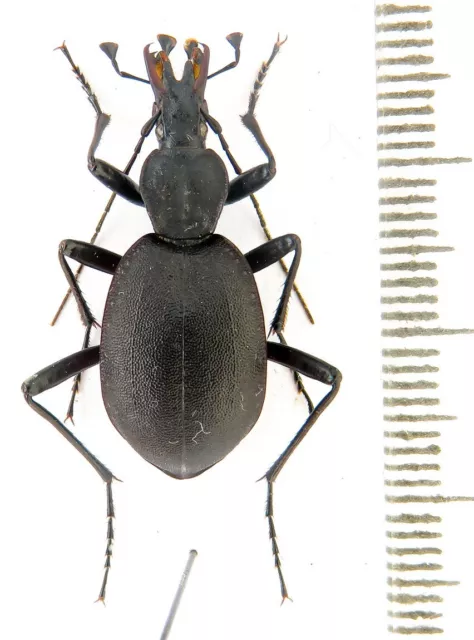 Carabidae, Cychrus italicus N Italy