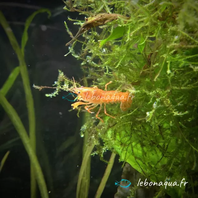 Lot de 10 Crevettes Rili Sakura Rouge et 4 Écrevisses naines (2 CPO+2 Blue Mini) 2