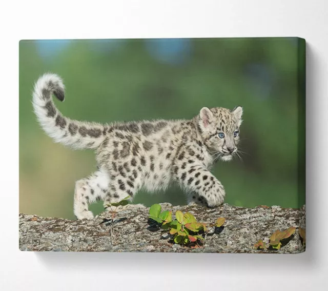 Leopard Cub walking a branch Canvas Wall Art Home Decor Large Print