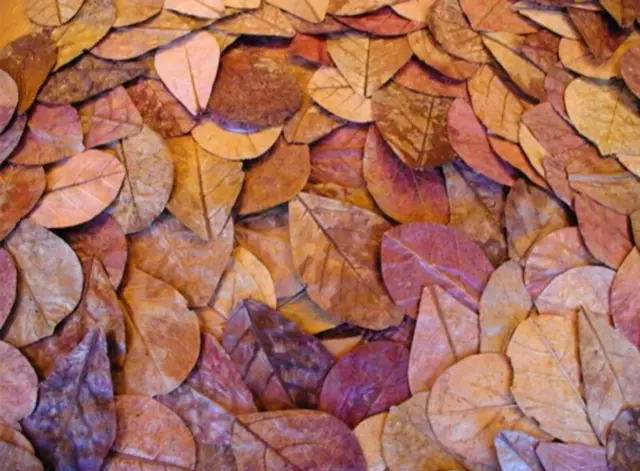 Indian Almond Catappa Ketapang Leaf Organic Leaves Aquarium Betta Fish Shrimp