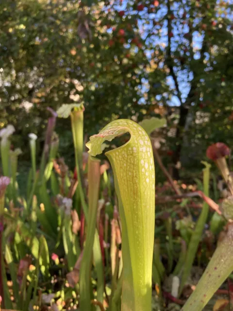 Graines De Sarracenia Excellens X Juthatip Soper