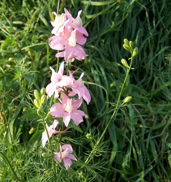 200 graines de delphinium rose et bleu plante fleur vivace 2