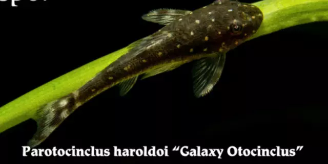 1 Rare Freshwater Galaxy Ototinclus Tropical Algae Eater Fish Juvenile Grade A