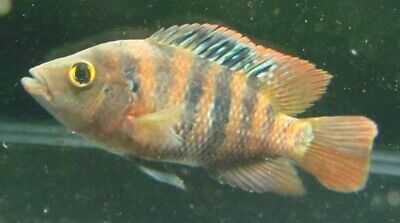 Mayan Red Terror Cichlid LIVE FISH Read Description 2