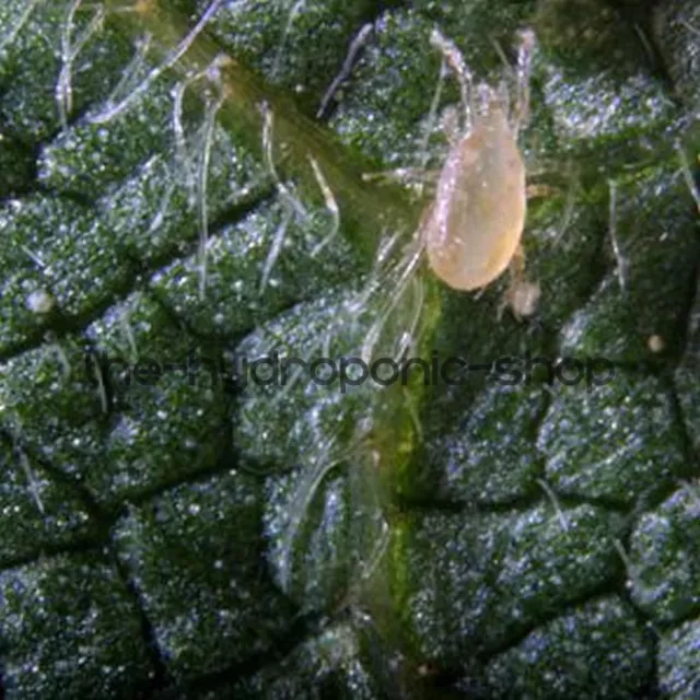 Californiline Live Spider Mite Predator Pest Control