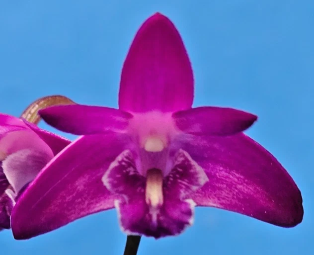 THG ORCHID DENDROBIUM kingianum 'Black Jack' Division Est in a