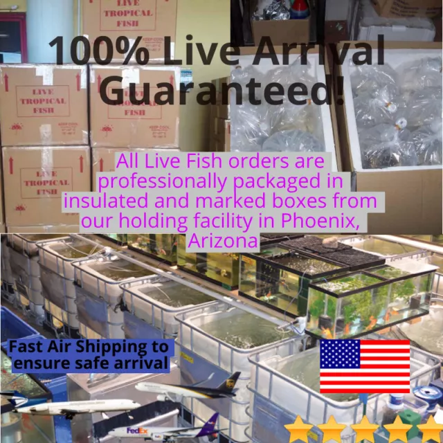 1 Live Lemon Oscar Cichlid Premium Freshwater Tropical Fish High Quality A+++ 2