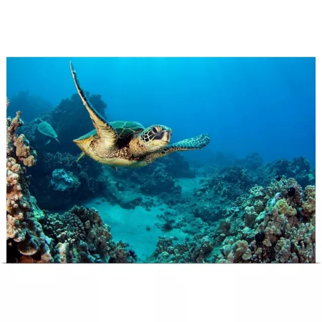 Hawaii, Green Sea Turtle (Chelonia Poster Art Print, Sea Turtle Home Decor