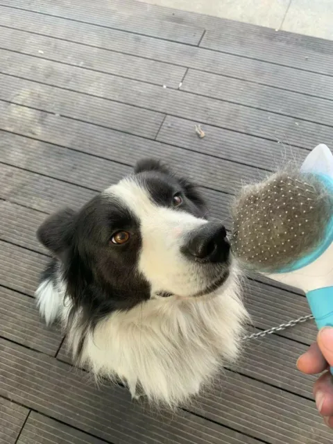 Self Cleaning Dog Cat Slicker Brush Grooming Brush Comb Shedding Tool Hair Fur 6