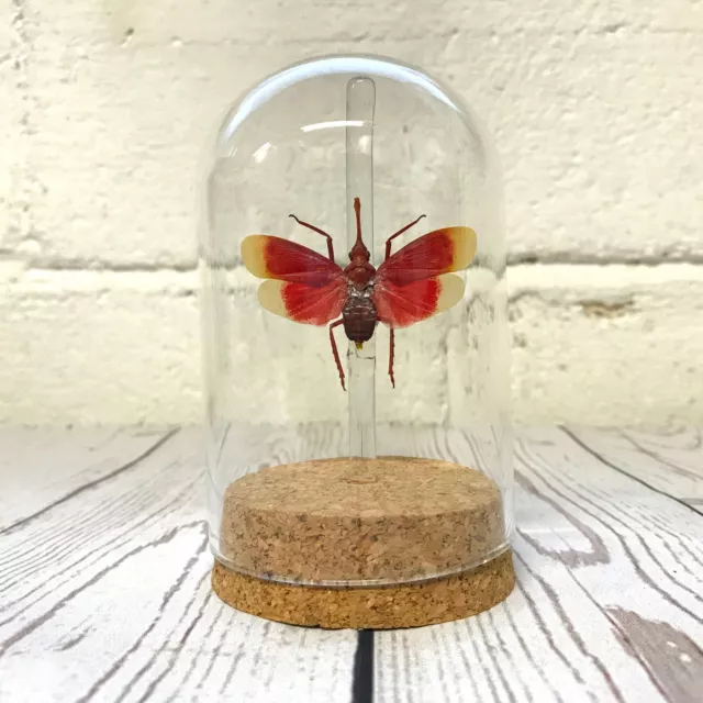 Blood Red Lanternfly (Pyrops hamdjahi) Glass Bell Cloche Dome Display Jar Insect